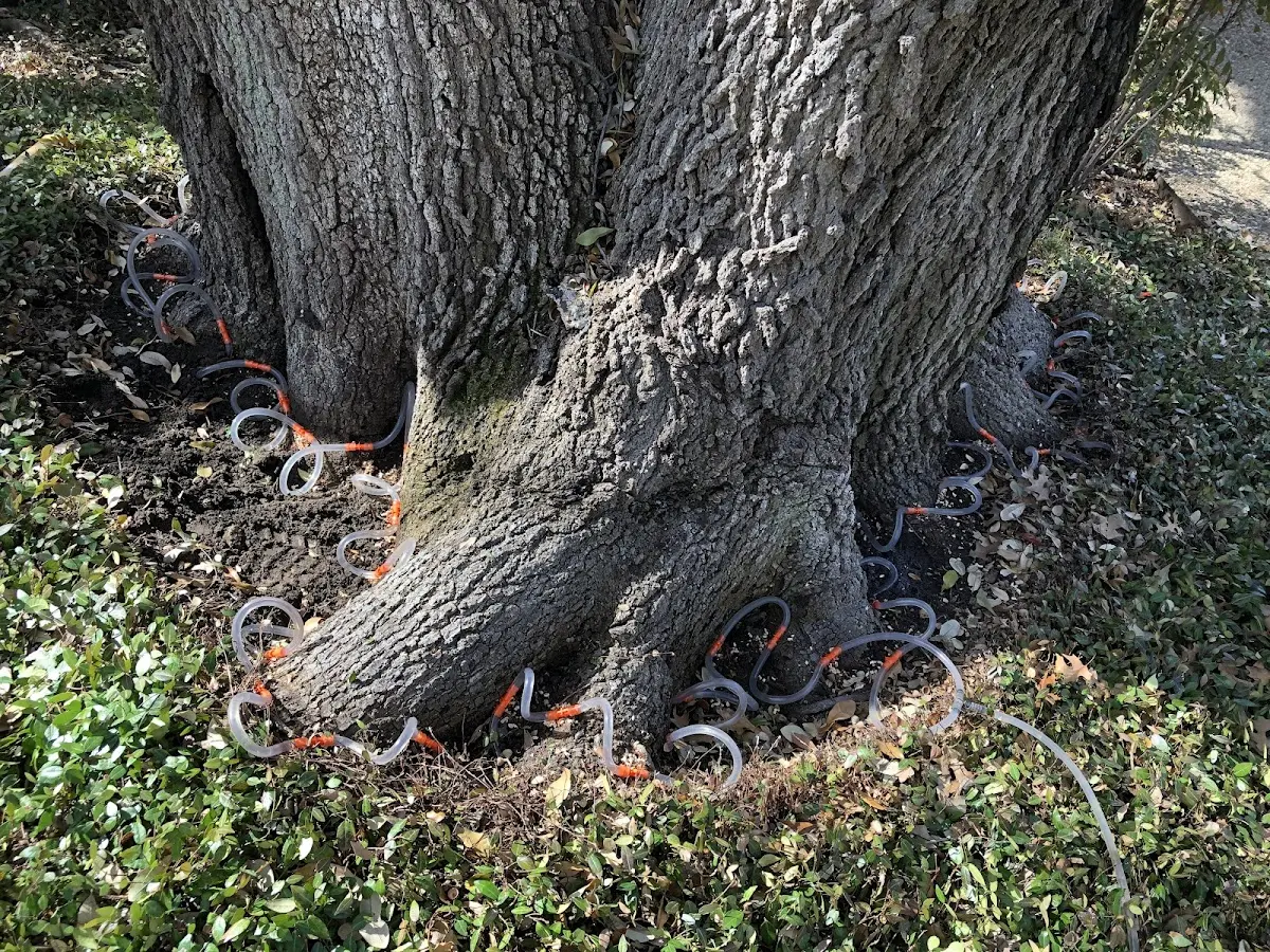 Detailed Tree Cabling and Bracing job site in Union Mills